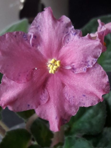  - A Violele de colectie