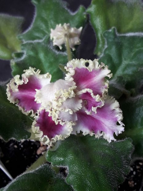  - A Violele de colectie