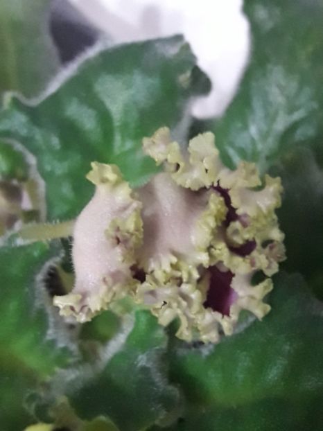  - A Violele de colectie