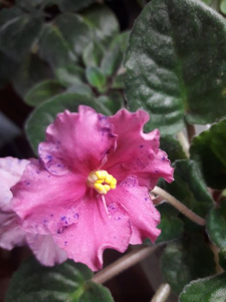  - A Violele de colectie