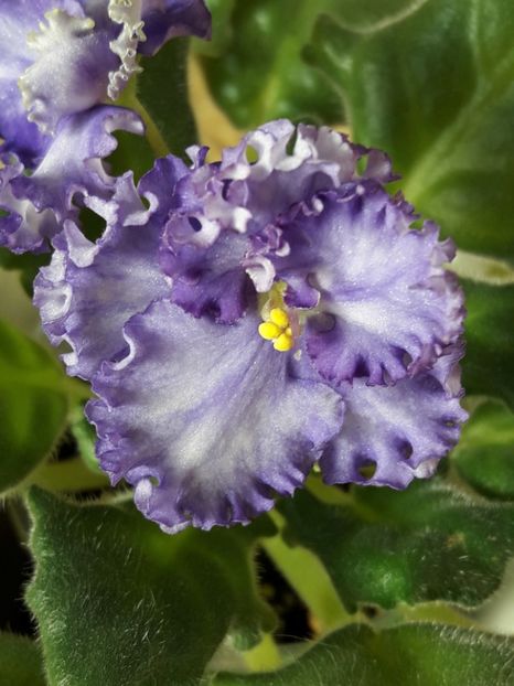  - A Violele de colectie