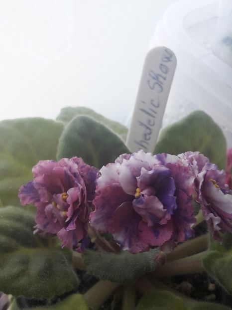  - A Violele de colectie