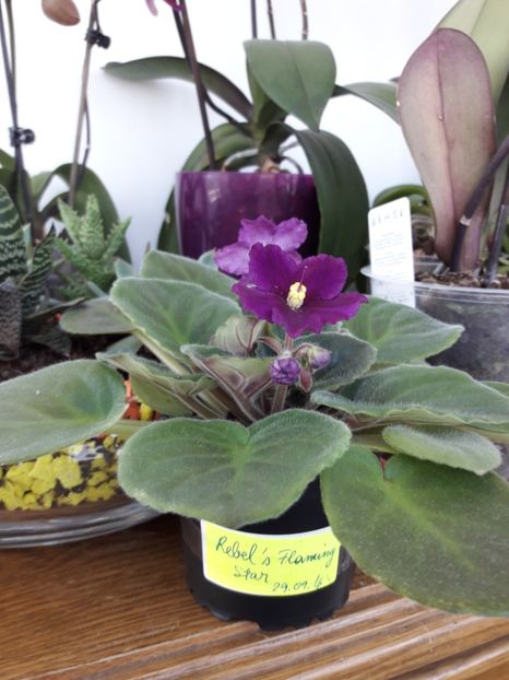  - A Violele de colectie