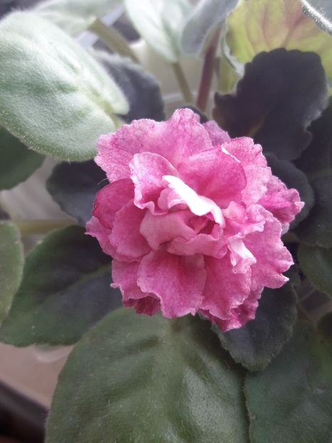  - A Violele de colectie