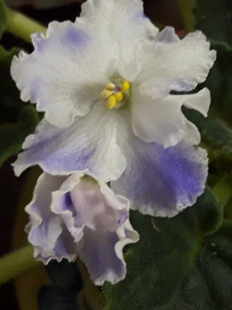  - A Violele de colectie