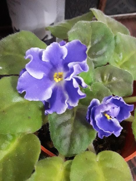  - A Violele de colectie