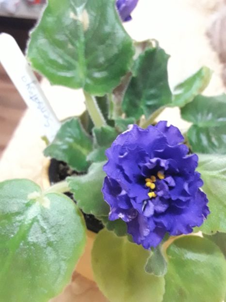  - A Violele de colectie