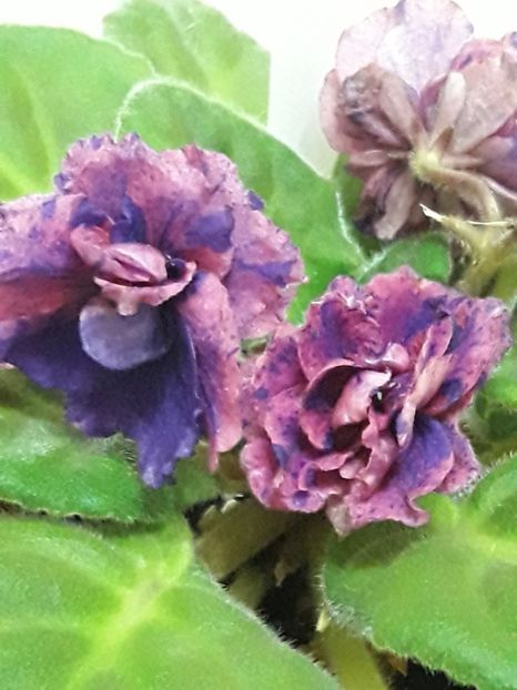  - A Violele de colectie