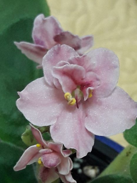  - A Violele de colectie