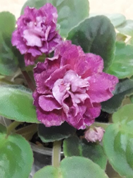  - A Violele de colectie