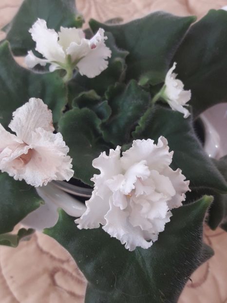  - A Violele de colectie