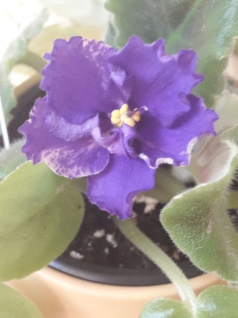  - A Violele de colectie