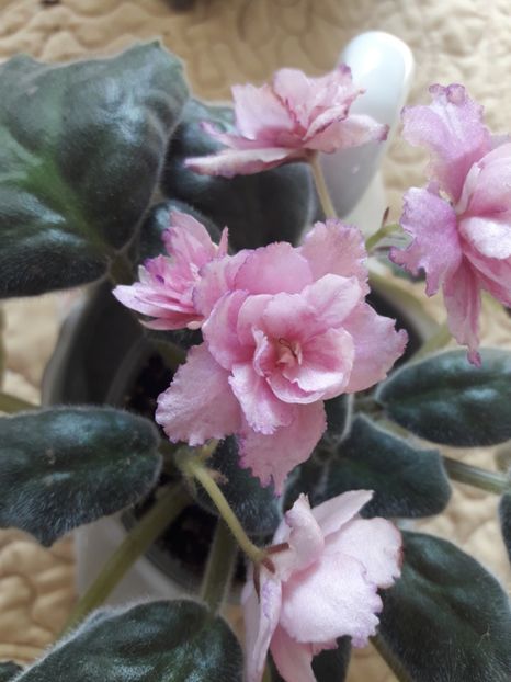  - A Violele de colectie