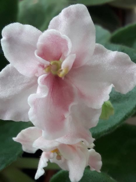  - A Violele de colectie