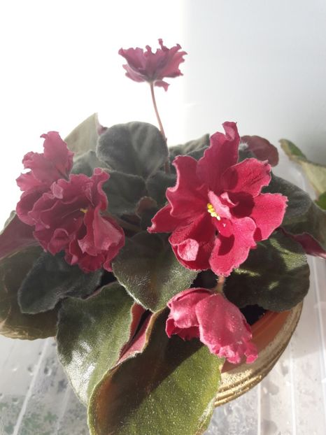  - A Violele de colectie