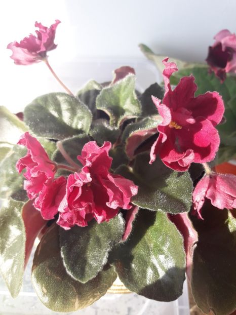  - A Violele de colectie