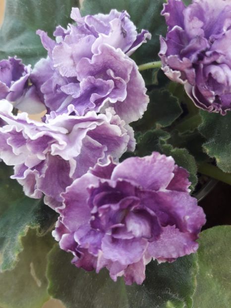  - A Violele de colectie