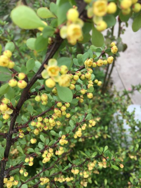 Berberis - Aprilie