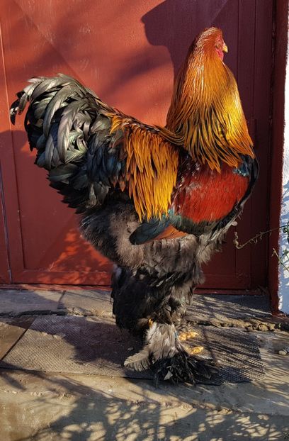 Tanar potarnichiu 2018 - B__Brahma Potarnichiu