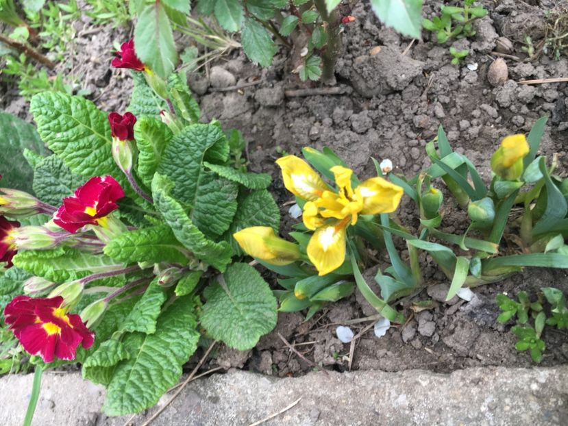 1B4364C0-B46F-4508-9935-C469020D0629 - Iriși 2019 2024