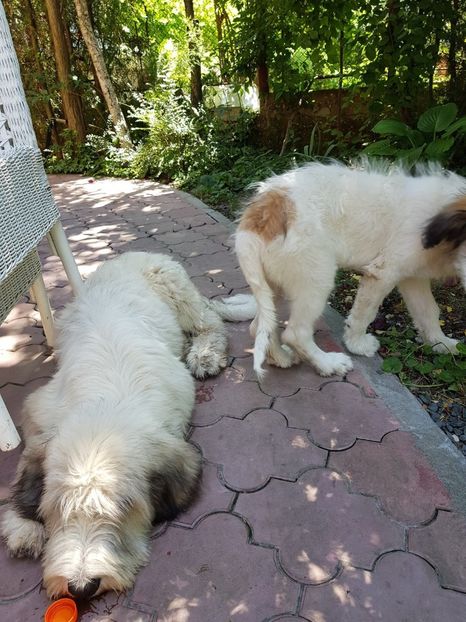 Haiduc si Kira - Kira si Haiduc Ciobanesc mioritic