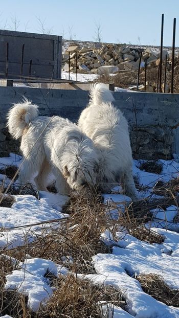  - Kira si Haiduc Ciobanesc mioritic