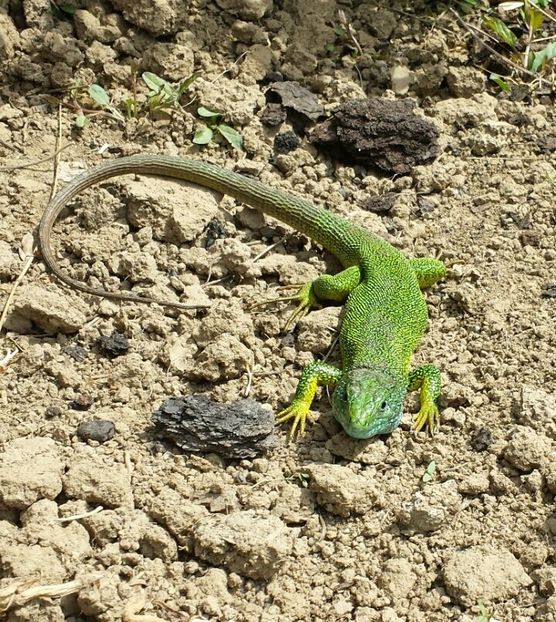 2015-05-01 22.20.35 - Miniferma