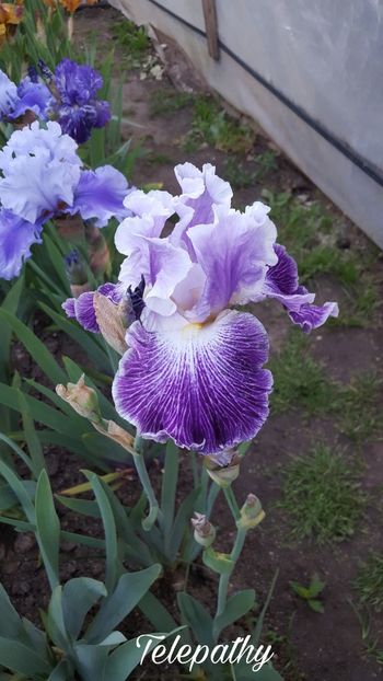 PicsArt_07-27-10.51.55 - Iris Telepathy