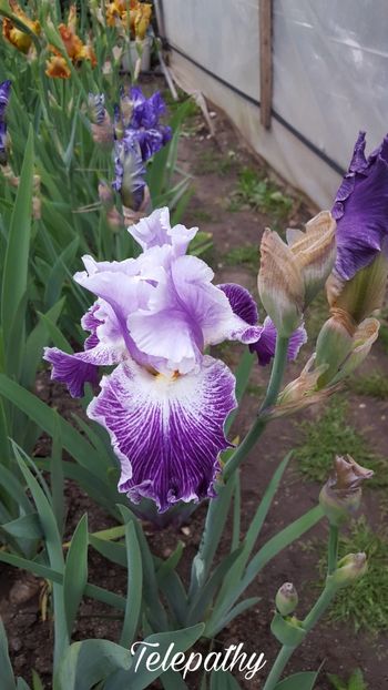 PicsArt_07-27-10.42.32 - Iris Telepathy