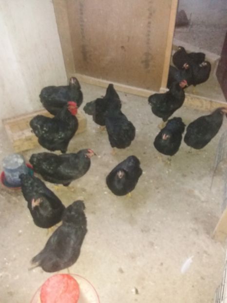  - Wyandotte pitic negru