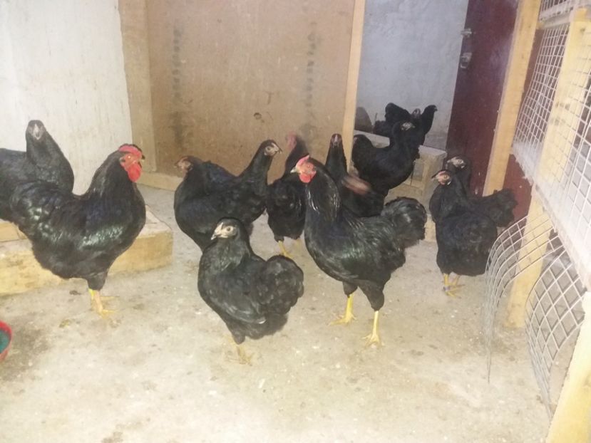  - Wyandotte pitic negru