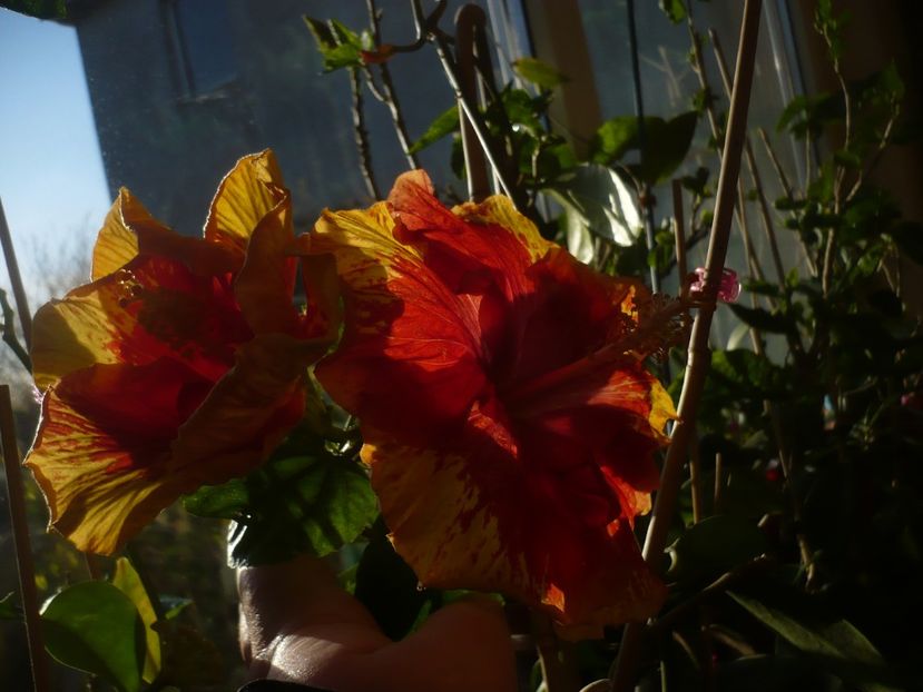 03.04.2019 - HIBISCUSI 2019-1