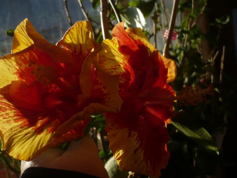 P1400756 - HIBISCUSI 2019-1