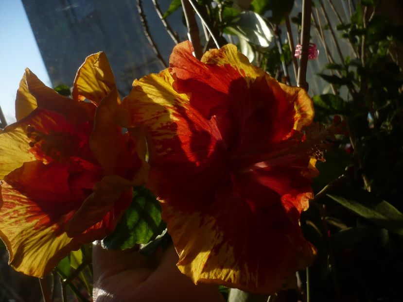 P1400757 - HIBISCUSI 2019-1