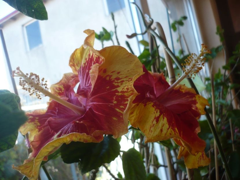 P1400758 - HIBISCUSI 2019-1