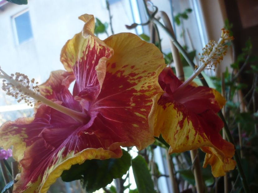 P1400759 - HIBISCUSI 2019-1