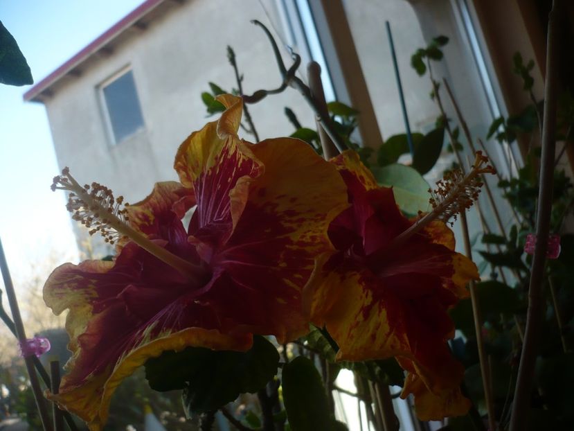 P1400760 - HIBISCUSI 2019-1