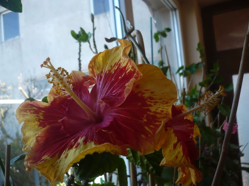 P1400761 - HIBISCUSI 2019-1