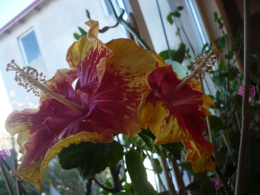 P1400762 - HIBISCUSI 2019-1