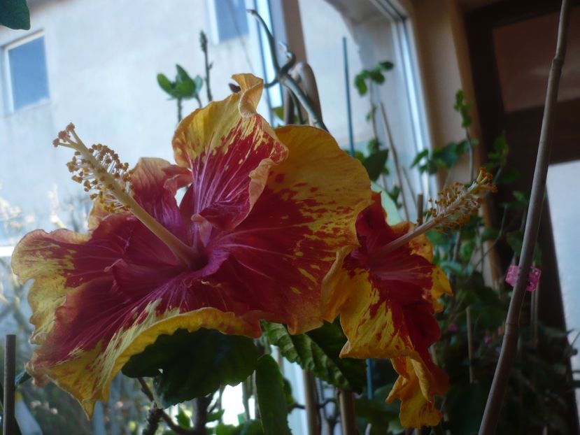 P1400763 - HIBISCUSI 2019-1