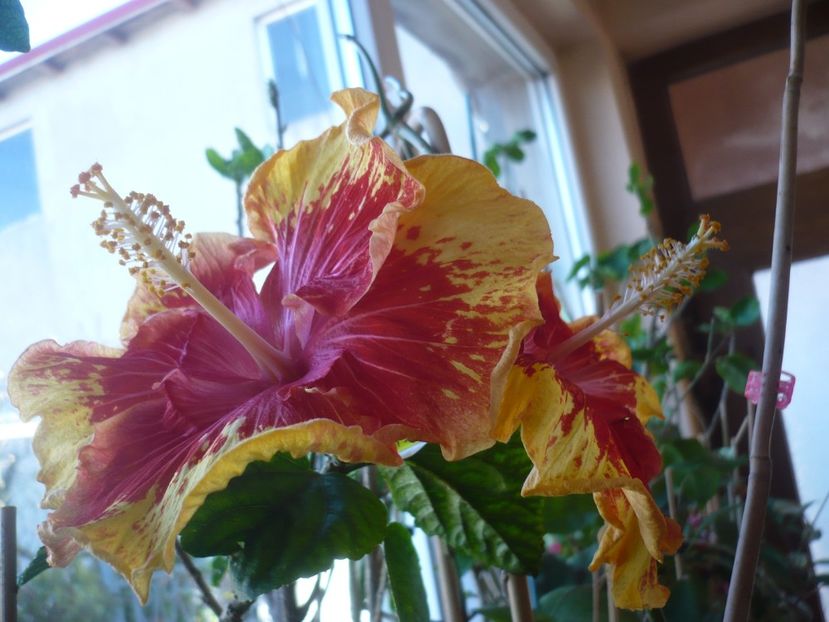 P1400764 - HIBISCUSI 2019-1