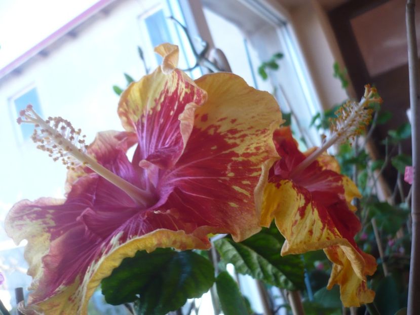 P1400765 - HIBISCUSI 2019-1