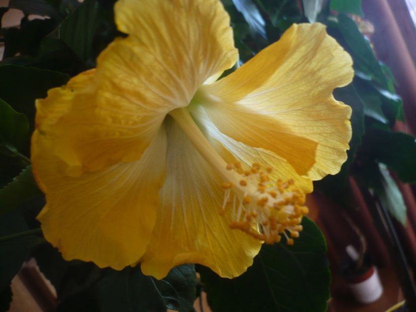 P1400766 - HIBISCUSI 2019-1