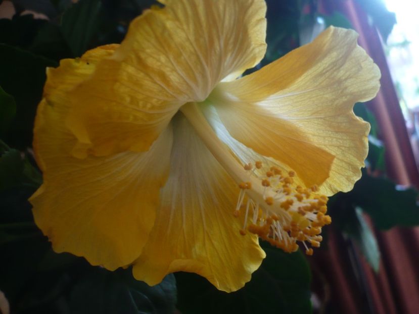 P1400767 - HIBISCUSI 2019-1