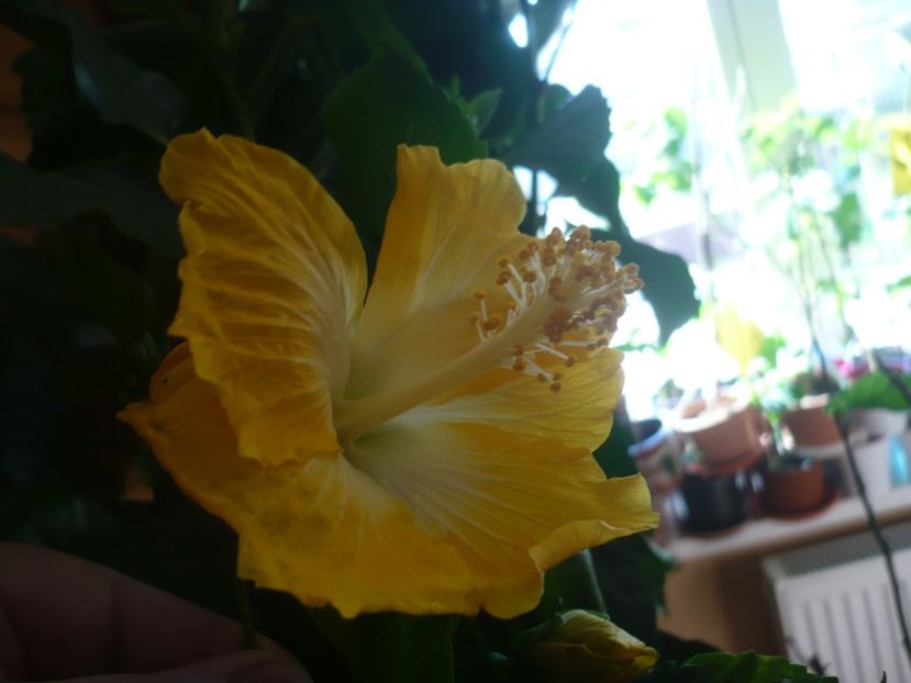 P1400768 - HIBISCUSI 2019-1