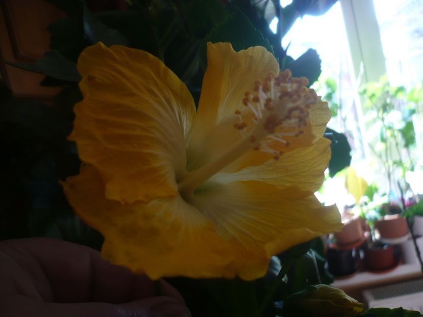 P1400769 - HIBISCUSI 2019-1