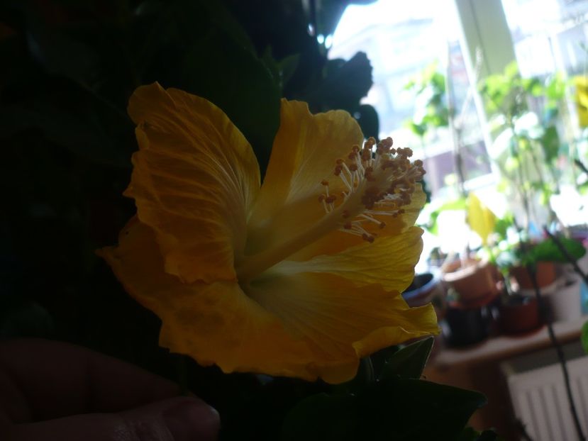 P1400770 - HIBISCUSI 2019-1