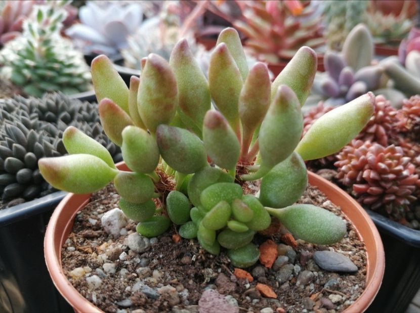 Adromischus cristatus var. clavifolius "Indian clubs" - Adromischus