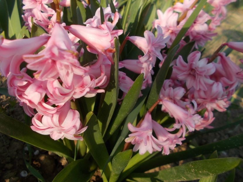  - 2019 Flori de gradina