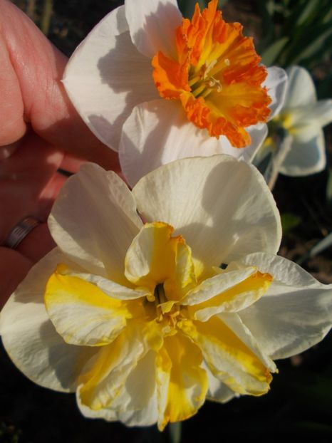  - 2019 Flori de gradina